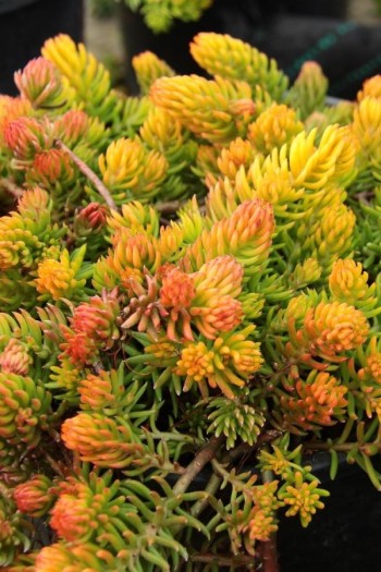 Очиток горный Ангелина | Очиток гірський Ангеліна | Sedum rupestre Angelina